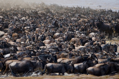 Národní rezervace Masai Mara na jihozápadě Keni. Foto: Freepik