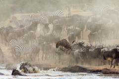 Národní rezervace Masai Mara na jihozápadě Keni. Foto: Freepik