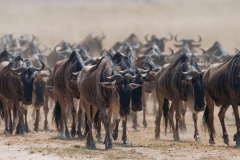 Národní rezervace Masai Mara na jihozápadě Keni. Foto: Freepik