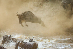 Národní rezervace Masai Mara na jihozápadě Keni. Foto: Freepik