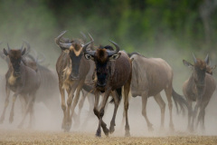 Národní rezervace Masai Mara na jihozápadě Keni. Foto: Freepik