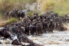 Národní rezervace Masai Mara na jihozápadě Keni. Foto: Freepik
