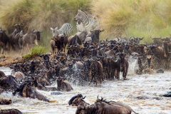 Národní rezervace Masai Mara na jihozápadě Keni. Foto: Freepik
