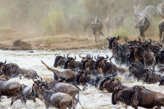 Národní rezervace Masai Mara na jihozápadě Keni. Foto: Freepik