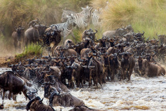 Národní rezervace Masai Mara na jihozápadě Keni. Foto: Freepik