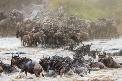 Národní rezervace Masai Mara na jihozápadě Keni. Foto: Freepik