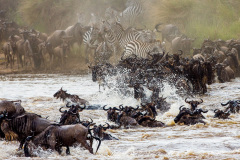 Národní rezervace Masai Mara na jihozápadě Keni. Foto: Freepik