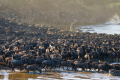 Národní rezervace Masai Mara na jihozápadě Keni. Foto: Freepik