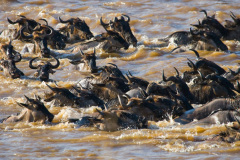Národní rezervace Masai Mara na jihozápadě Keni. Foto: Freepik
