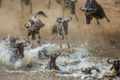 Národní rezervace Masai Mara na jihozápadě Keni. Foto: Freepik