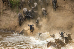 Národní rezervace Masai Mara na jihozápadě Keni. Foto: Freepik