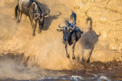 Národní rezervace Masai Mara na jihozápadě Keni. Foto: Freepik