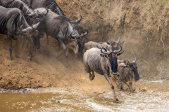 Národní rezervace Masai Mara na jihozápadě Keni. Foto: Freepik