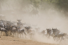 Národní rezervace Masai Mara na jihozápadě Keni. Foto: Freepik