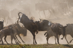 Národní rezervace Masai Mara na jihozápadě Keni. Foto: Freepik