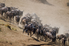 Národní rezervace Masai Mara na jihozápadě Keni. Foto: Freepik