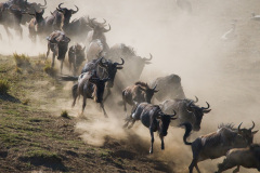 Národní rezervace Masai Mara na jihozápadě Keni. Foto: Freepik
