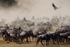 Národní rezervace Masai Mara na jihozápadě Keni. Foto: Freepik