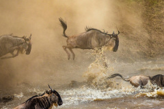 Národní rezervace Masai Mara na jihozápadě Keni. Foto: Freepik