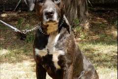 Boban