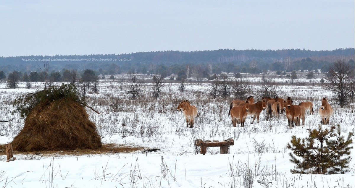 Foto: Černobylská radiační a ekologická biosférická rezervace (http://zapovidnyk.org.ua)