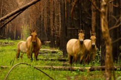 Foto: Černobylská radiační a ekologická biosférická rezervace (http://zapovidnyk.org.ua)