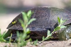 Foto: Černobylská radiační a ekologická biosférická rezervace (http://zapovidnyk.org.ua)