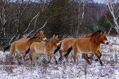 Foto: Černobylská radiační a ekologická biosférická rezervace (http://zapovidnyk.org.ua)