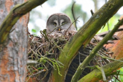 Foto: Černobylská radiační a ekologická biosférická rezervace (http://zapovidnyk.org.ua)