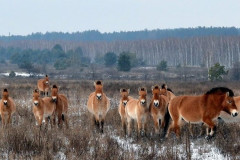 Foto: Černobylská radiační a ekologická biosférická rezervace (http://zapovidnyk.org.ua)