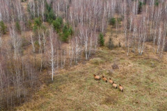 Foto: Černobylská radiační a ekologická biosférická rezervace (http://zapovidnyk.org.ua)