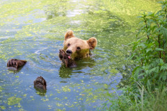Foto: Černobylská radiační a ekologická biosférická rezervace (http://zapovidnyk.org.ua)
