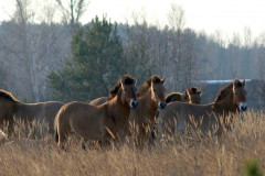 Foto: Černobylská radiační a ekologická biosférická rezervace (http://zapovidnyk.org.ua)