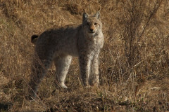 Foto: Černobylská radiační a ekologická biosférická rezervace (http://zapovidnyk.org.ua)