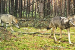 Foto: Černobylská radiační a ekologická biosférická rezervace (http://zapovidnyk.org.ua)