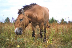 Foto: Černobylská radiační a ekologická biosférická rezervace (http://zapovidnyk.org.ua)