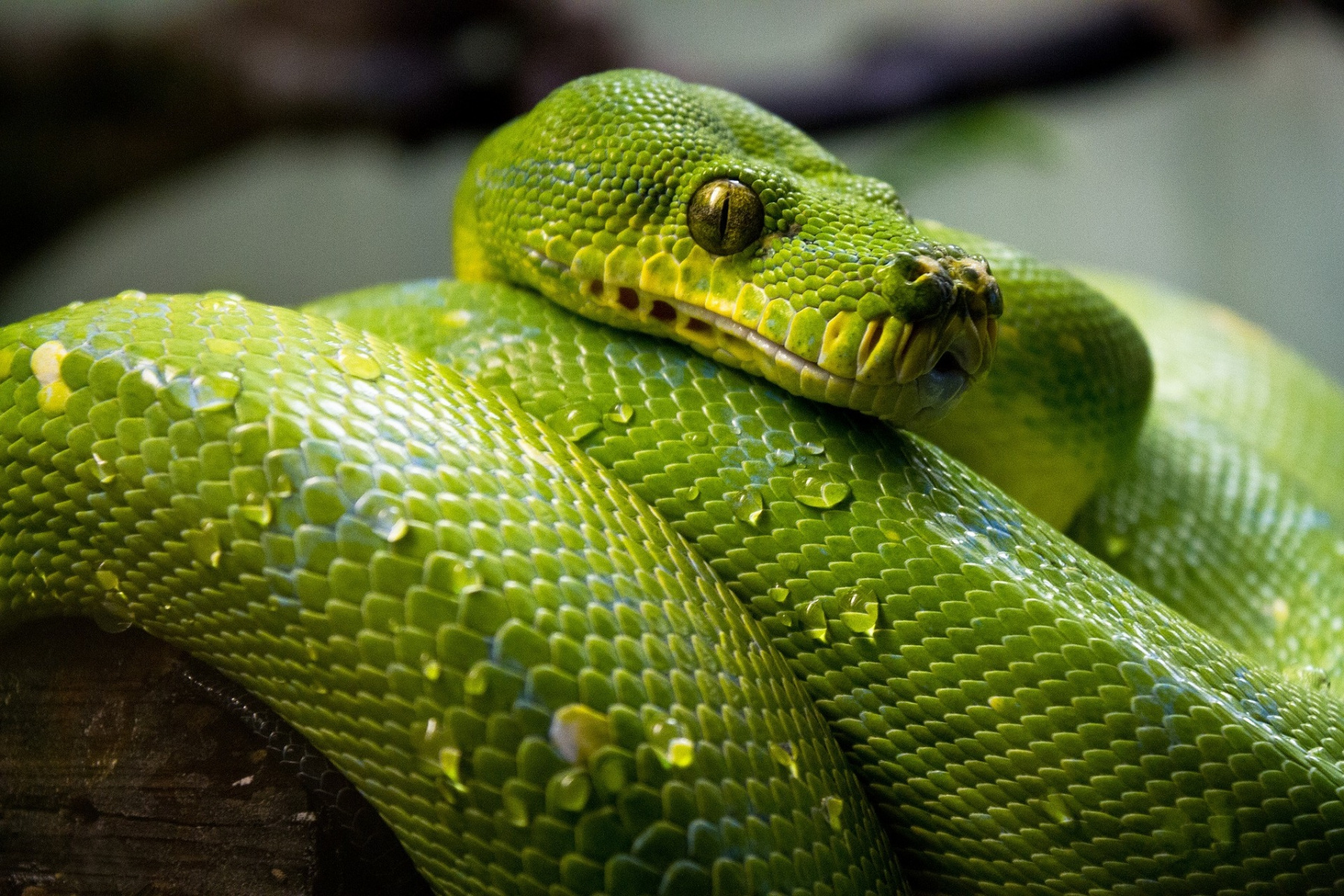 Děsivá krása hadů