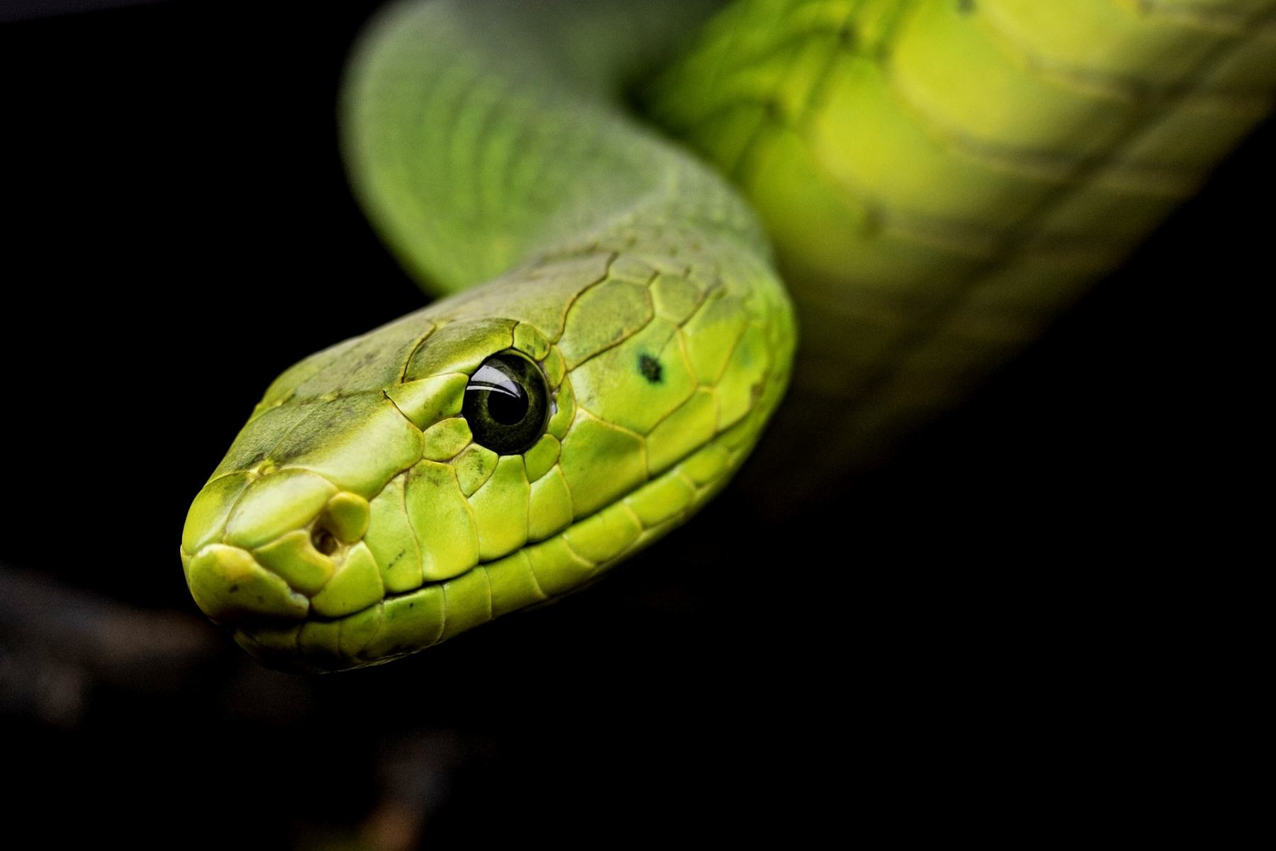 Děsivá krása hadů