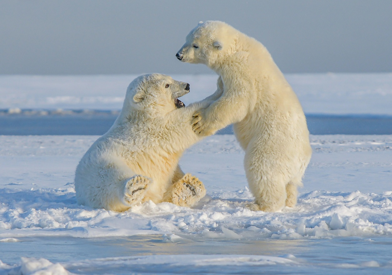 Lední medvědi. Foto: Unsplash