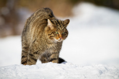 Divoká kočka. Foto: Freepik
