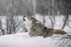 Vlk. Foto: Unsplash