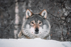 Vlk. Foto: Unsplash