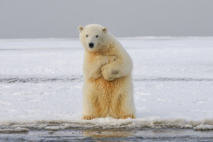 Lední medvědi. Foto: Unsplash