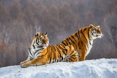 Tygři. Foto: Freepik
