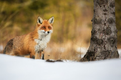 Liška. Foto: Freepik