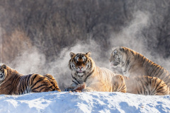 Tygři. Foto: Freepik