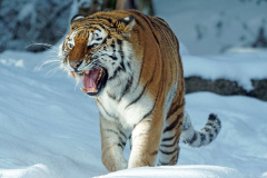 Tygr. Foto: Pixabay