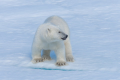 Lední medvěd. Foto: Freepik