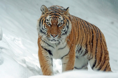 Tygr. Foto: Pixabay
