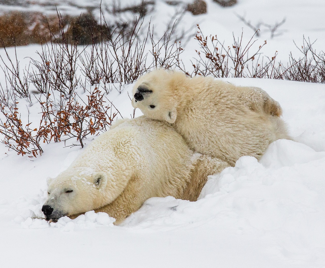 Lední medvědi. Foto: Freepik